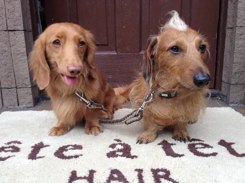 ｔｅｔｅ・ａ・ｔｅｔｅ・ＨＡＩＲの写真